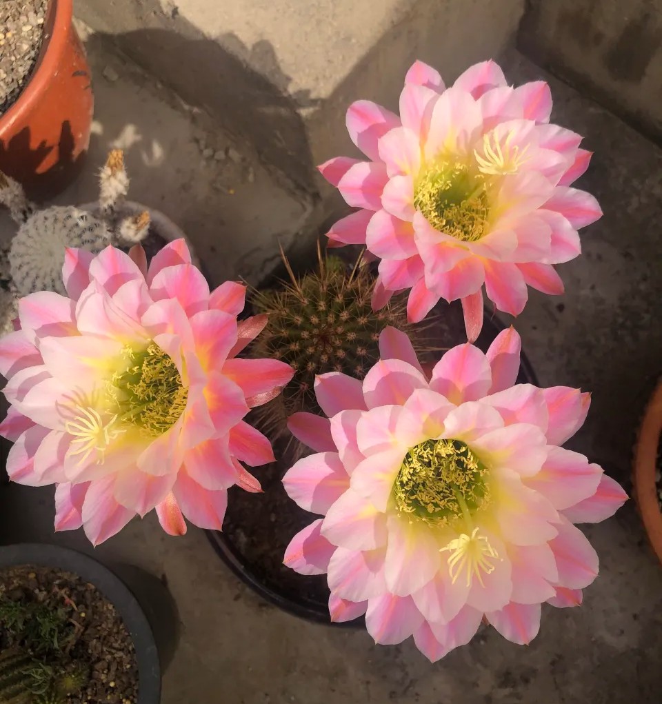 太极莲仙人球,狂莲仙人球