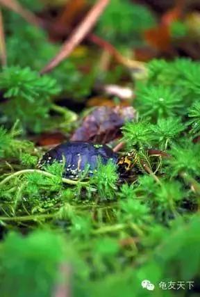 创造自然龟龟环境(翻译国外文章)