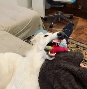 短腿柯基跟长腿柯基,鼻子很高的柯基