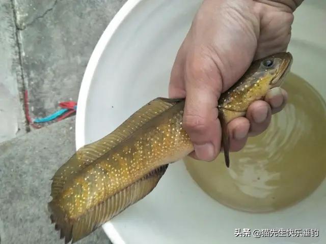 它全身披满点点星光，营养丰富，详解野钓稀缺鱼种——七星鱼