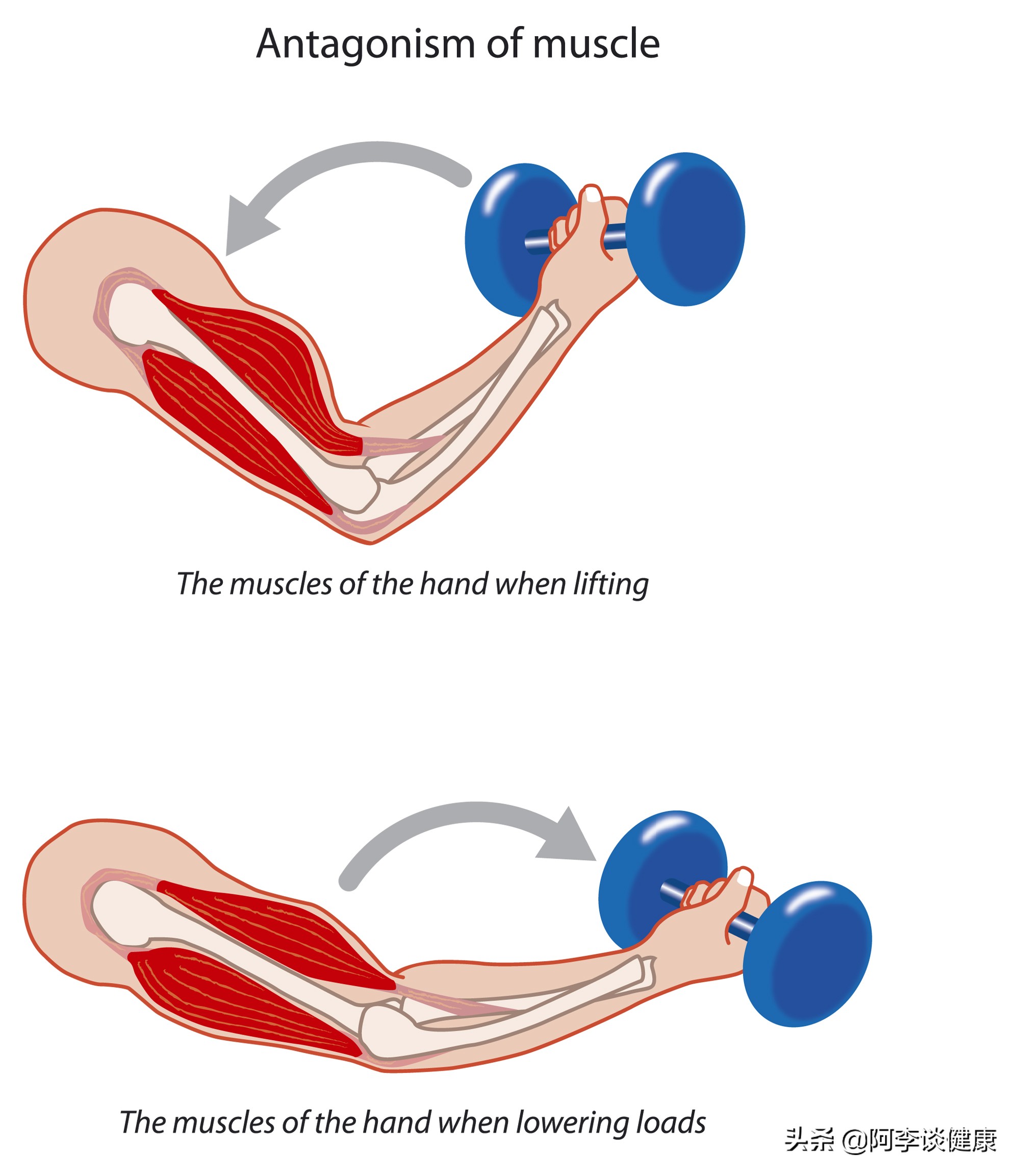 运动完第二天浑身痛怎么快速恢复,运动后乳酸堆积肌肉酸痛怎么缓解