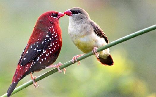 东江揽胜,惠州淡水常见鸟类图谱