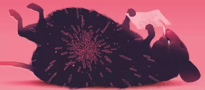 什么菌群可以减肥,如何改变肠道菌群成为易瘦体质