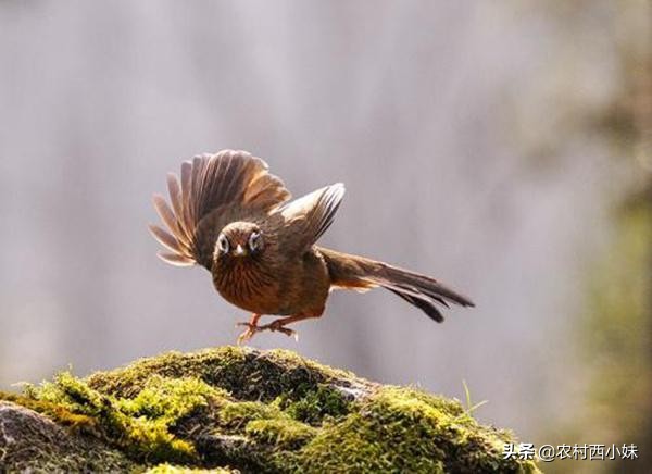 画眉鸟咬尾巴、吃翅膀咋办?干货分享,值得收藏
