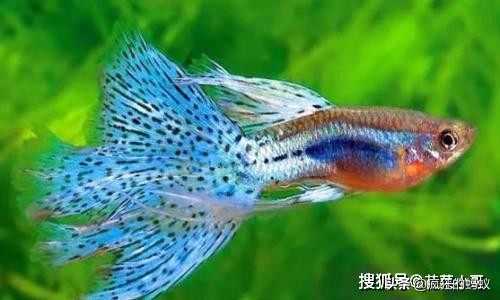 世界上最漂亮的5种鱼 (世界上10种最漂亮的鱼)