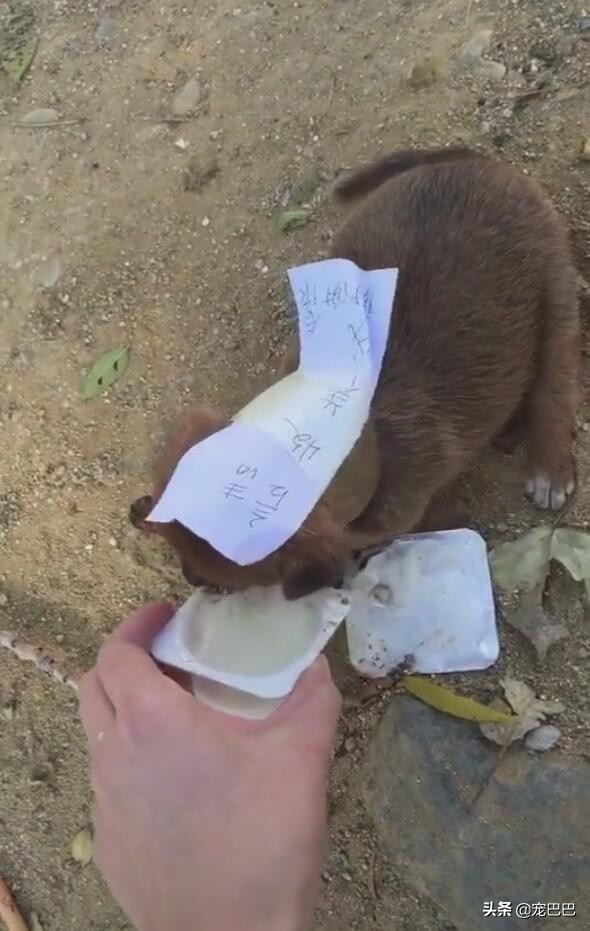 小狗腿骨折一碰它就咬,小狗腿受伤了吃东西吐