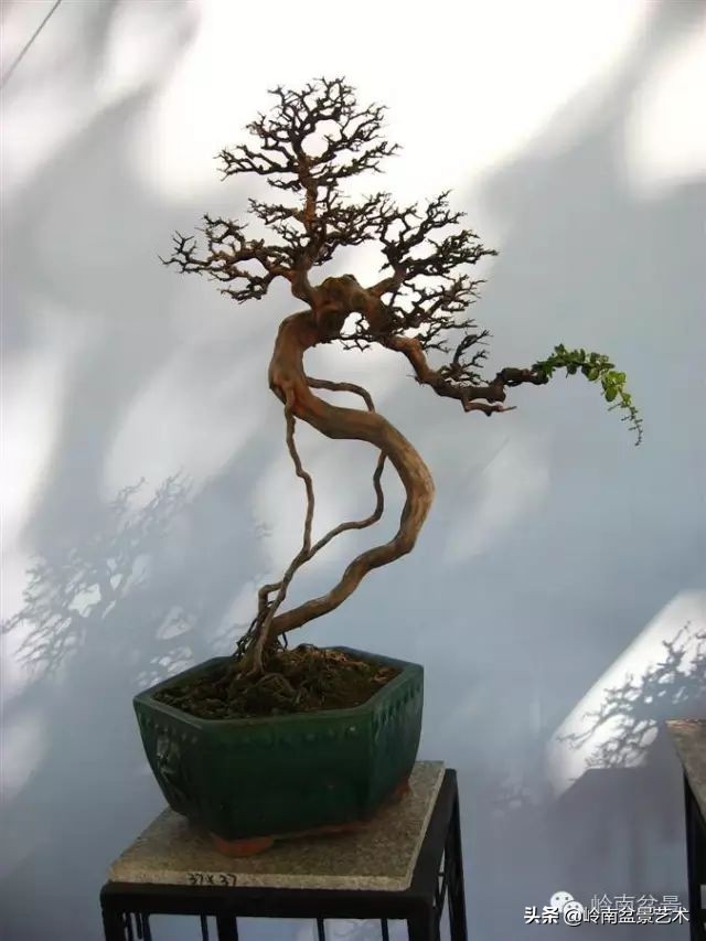 以根代杆下细上粗式盆景图片,十种适合吊着养的盆景