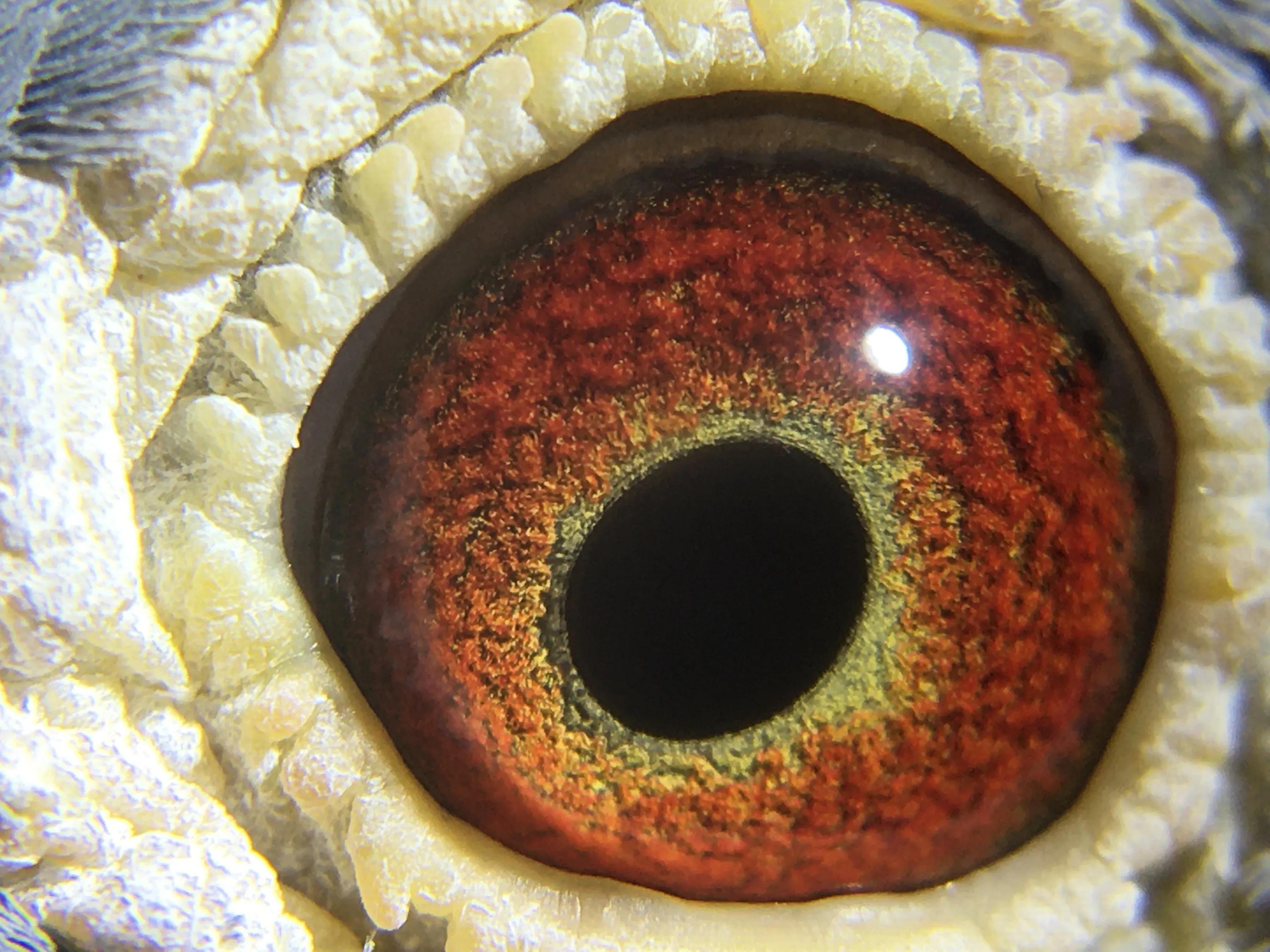 2021年公棚迟归鸽多少钱一只,公棚迟归鸽怎么配