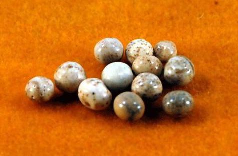 考古挖出舍利子,专家解密舍利子