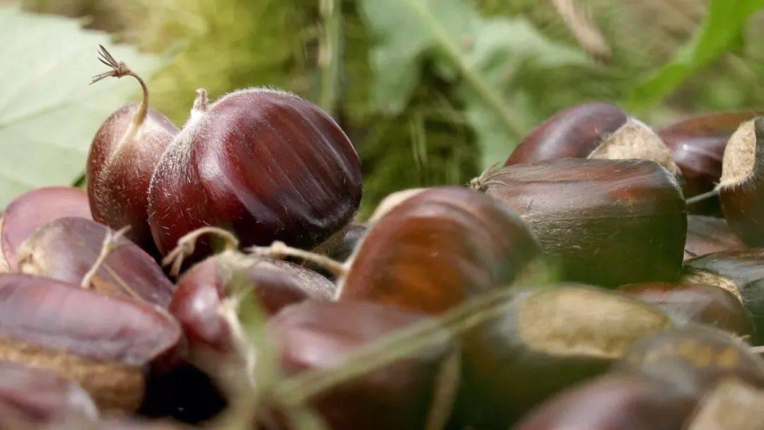 綦振森本是个清洁工，却转行卖起了糖炒栗子，销售额突破四千万