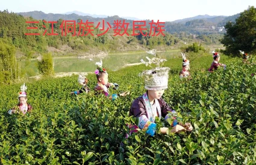 广西柳州三江侗茶,广西柳州三江哪种茶好