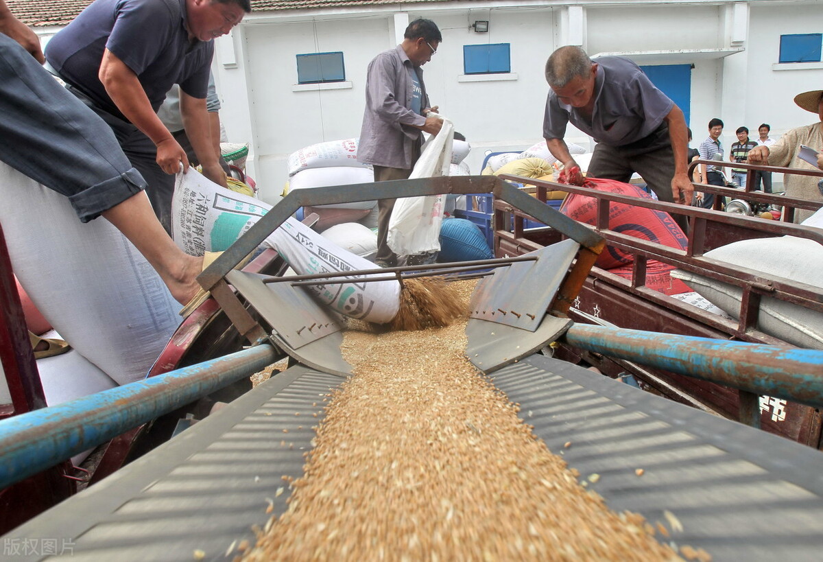 小麦行情十天后玉米价格预测,小麦玉米最新行情及后市交流