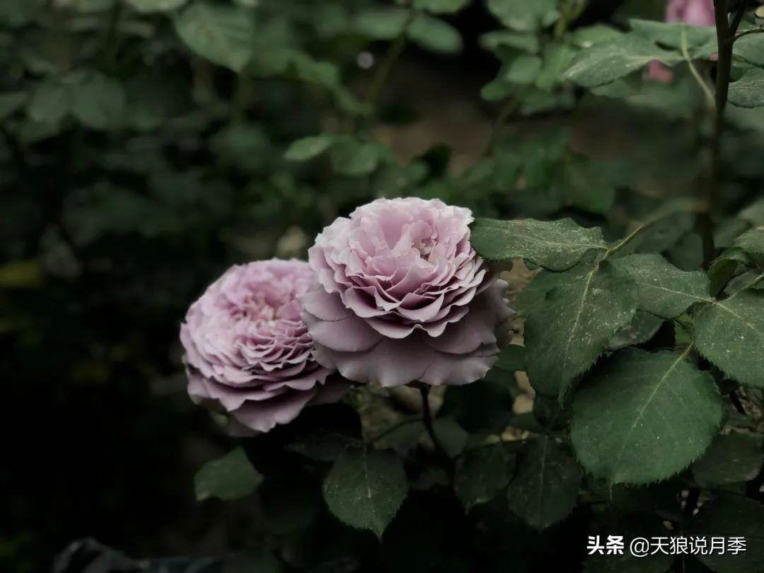 圆滚滚的绣球，瀑布般的花墙，这届花友也太会种花了吧