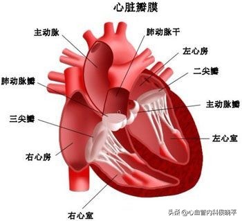 二尖瓣反流三尖瓣反流的原因,二尖瓣三尖瓣反流是心脏瓣膜病吗