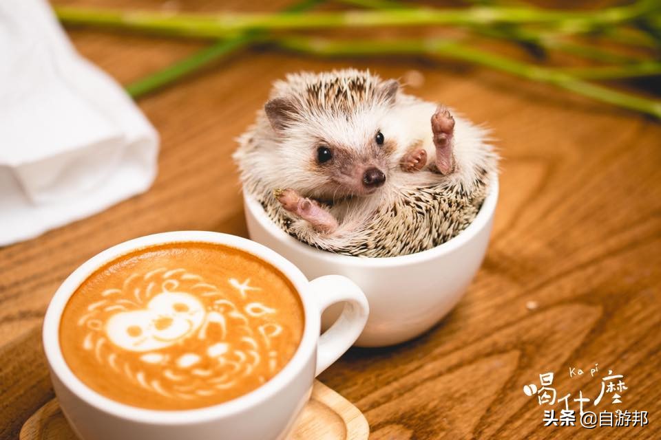 台北「猎奇动物」咖啡厅推荐！陪你度过放松时刻