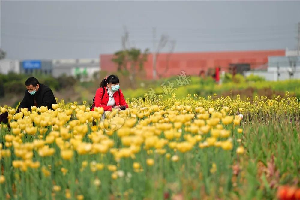 2020年4月成都双流赏花地点,双流踏青赏花地