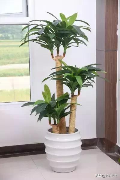 巴西木病虫害黄叶,盆栽巴西木四季水肥养护管理