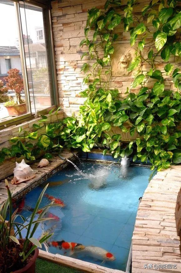 绿萝和什么鱼一起养,什么鱼可以和绿萝一起养不会死