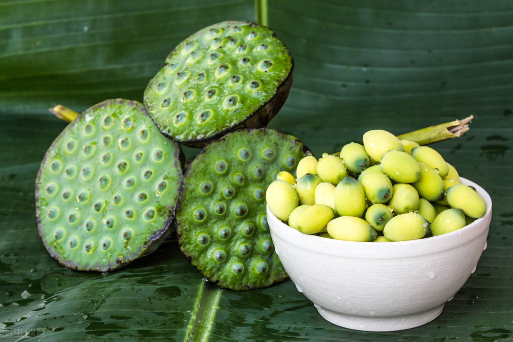 荷花盆栽不发芽怎么办,荷花花苞没开就枯萎怎么办