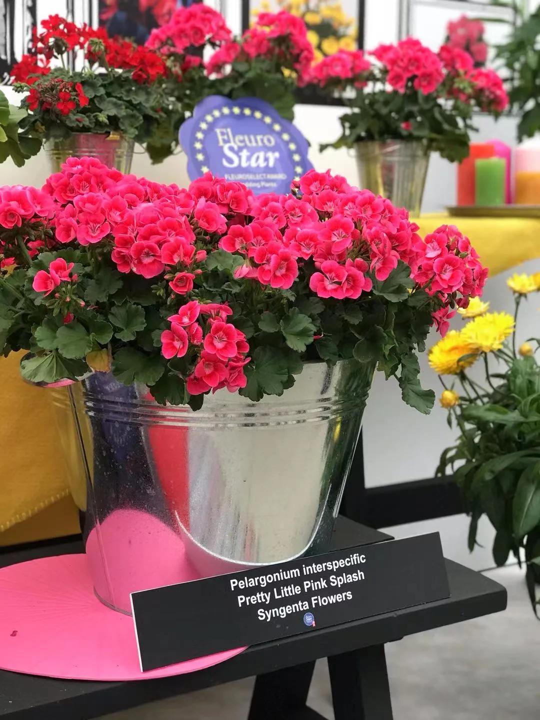 这43个来自世界各地的新品种，快来看看有没有你的菜