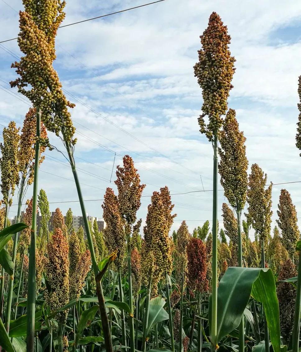丰收时节，田间地头摇曳的红色黍穗，是难忘的童年意象