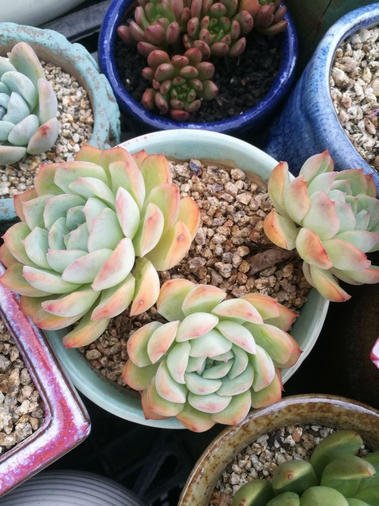 误打误撞的多肉情缘,带我走进多肉小世界!