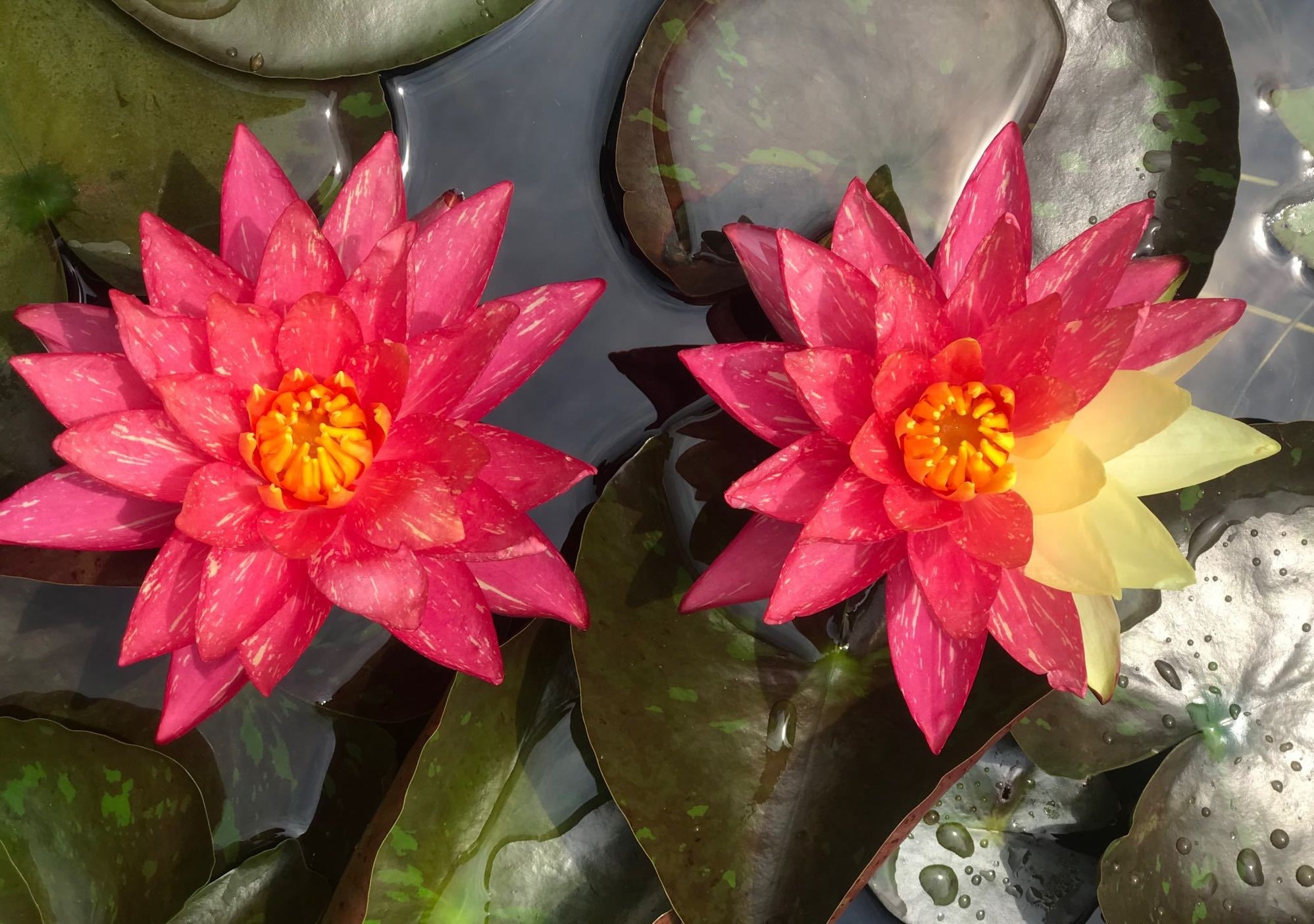 睡莲女王万维莎冬季要引入室内吗,万维莎睡莲图片大全