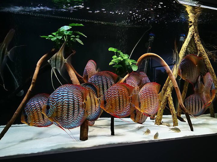 新买的鱼儿怎样换水,新买的鱼儿该怎么办