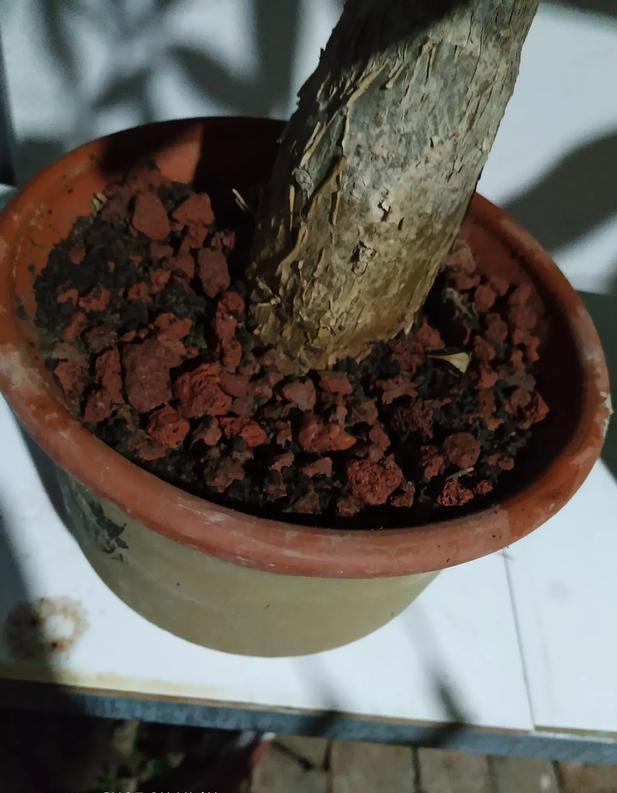 养花发黄,养花个别叶子干枯