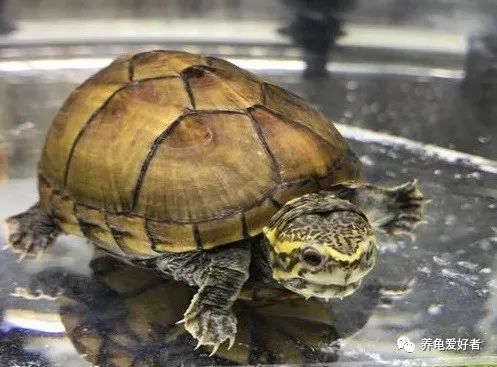 果核泥龟生长在热带还是亚热带,果核泥龟是最小的乌龟吗