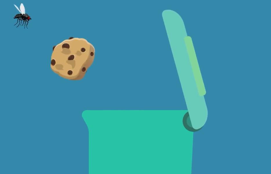 苍蝇是怎么弄下来,苍蝇是怎么捕食的