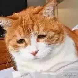 正品衣服配的吊牌是真的吗,只卖吊牌的品牌有哪些