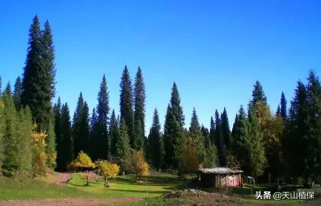 伊犁可克达拉草原,伊犁草原之旅