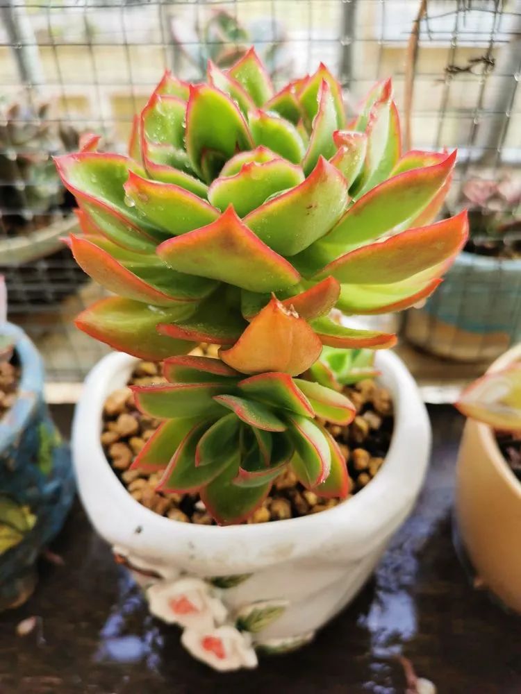 适合从小养到大的多肉,由小到大由浅入深