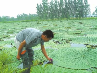 潮州市东凤镇芡实图片,潮州东凤镇新鲜芡实
