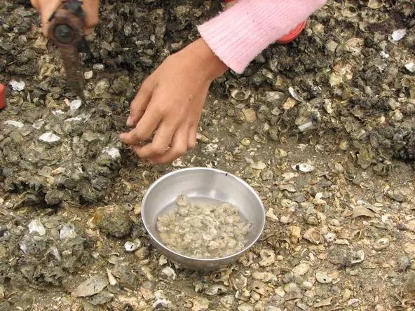 冷水海蛎子,荣成哪里能买到新鲜的乳山牡蛎