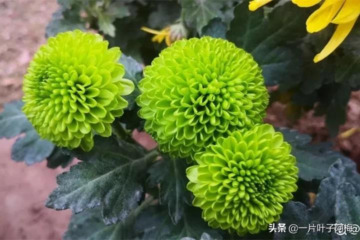 红花配绿叶才更显花的妩媚和娇贵,红花配绿叶什么花没有绿叶