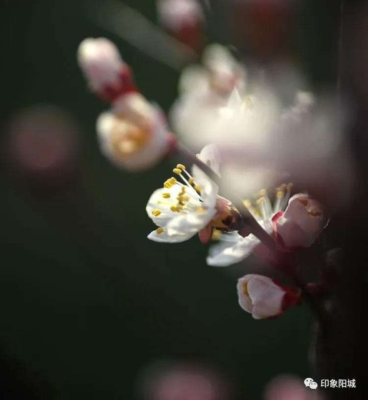 晋城哪里可以春游,晋城附近春游景点