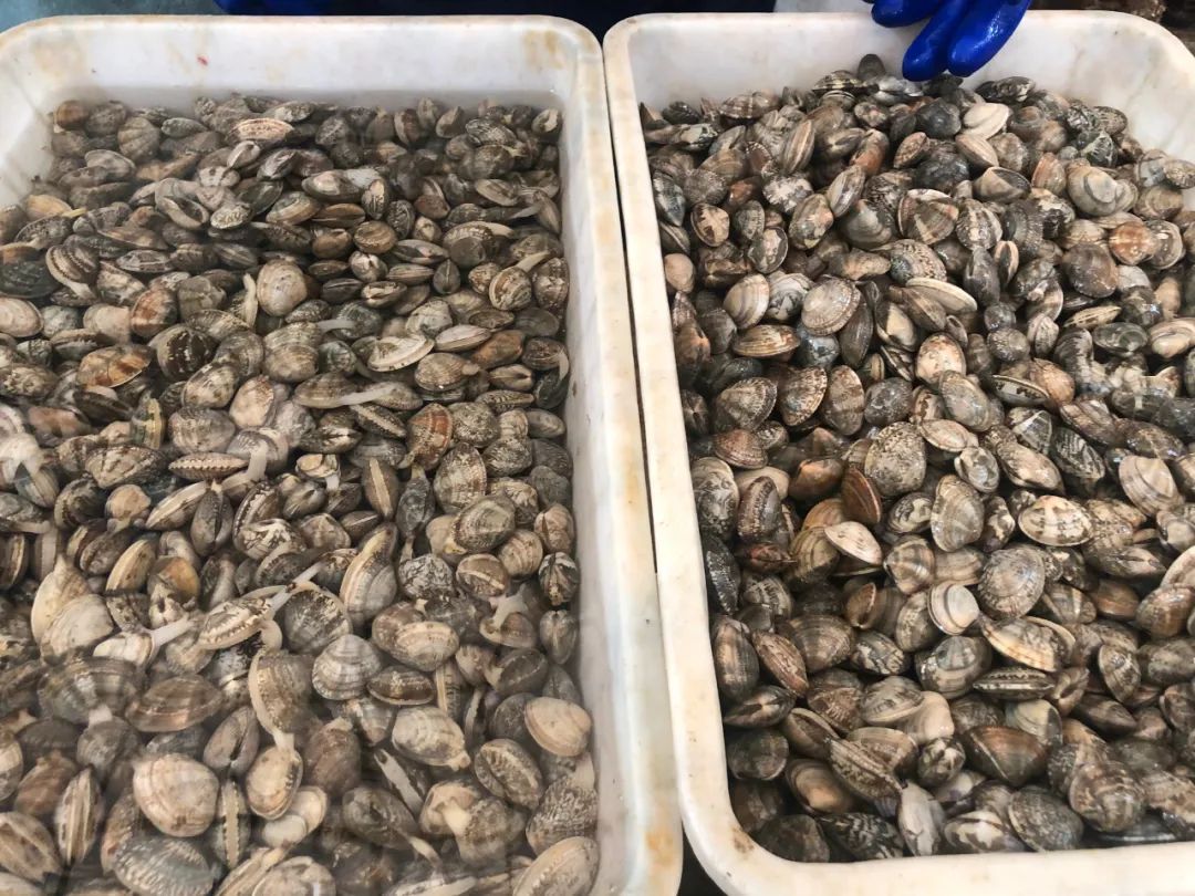 威海100元一斤的海鲜,六月份威海海鲜价格