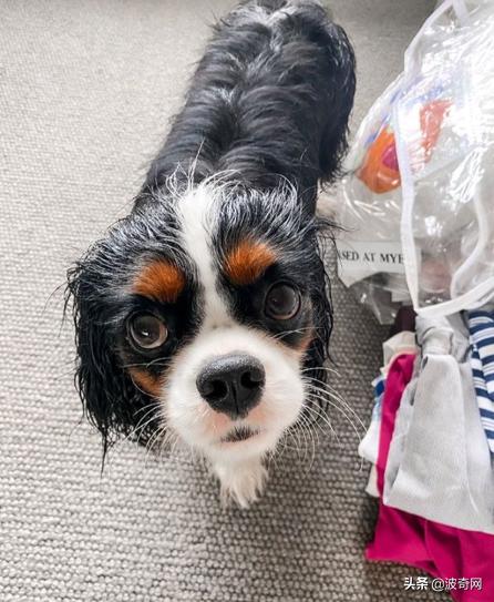 不喂狗会复位吗,不喂狗的下场