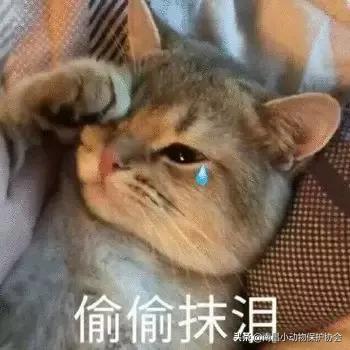 治疗狗皮肤病最见效的药,狗子皮肤病治愈全过程