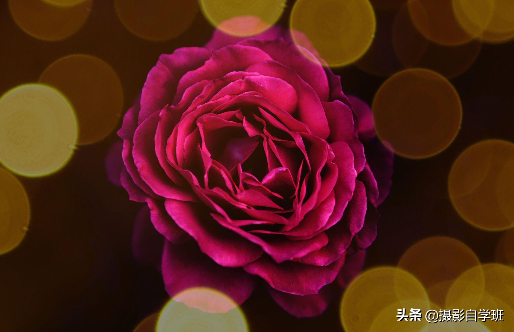 拍春天花的摄影技巧,拍美花草学这9个摄影技巧