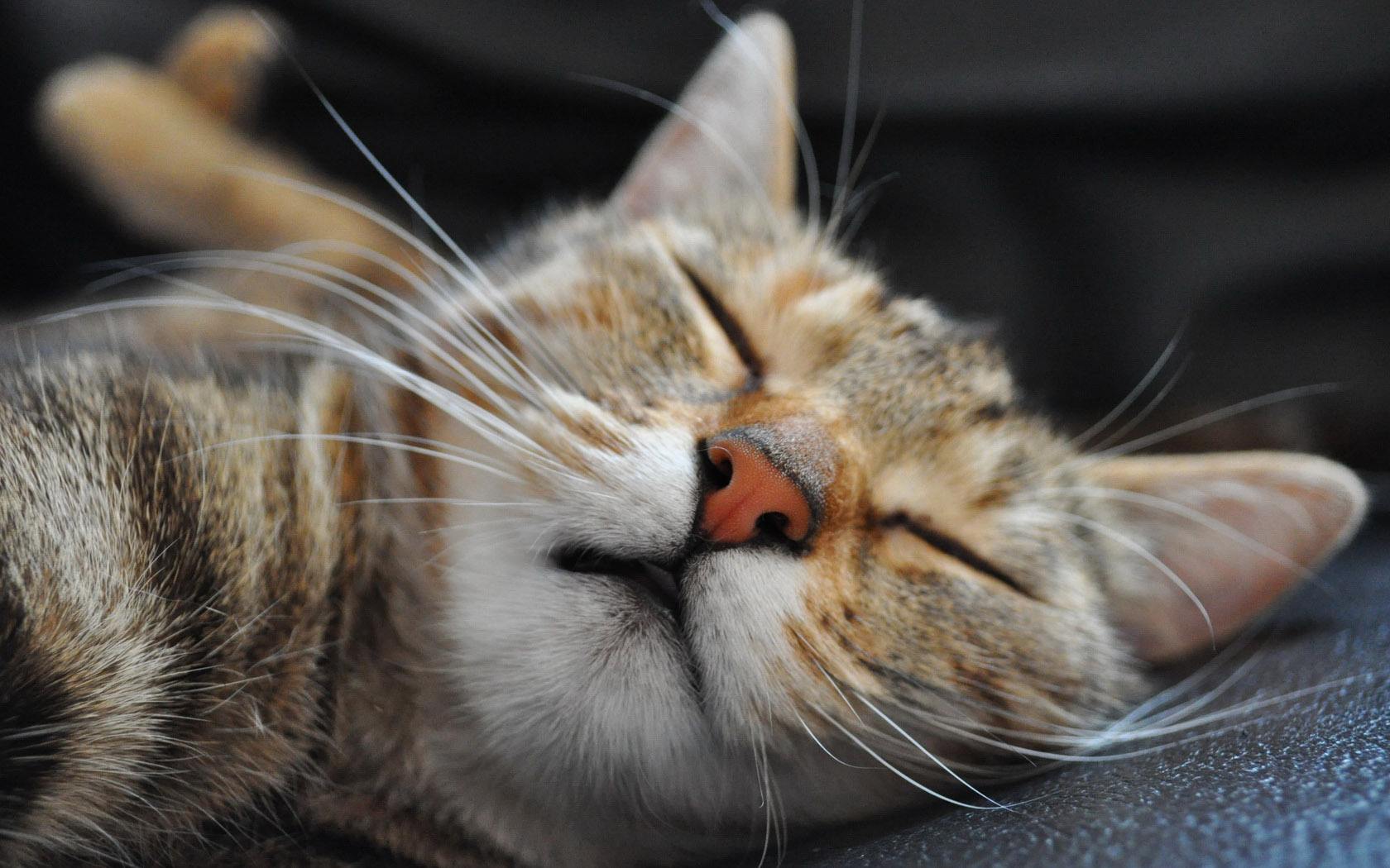 猫咪可爱的说说发朋友圈 (不知道的猫咪小知识)