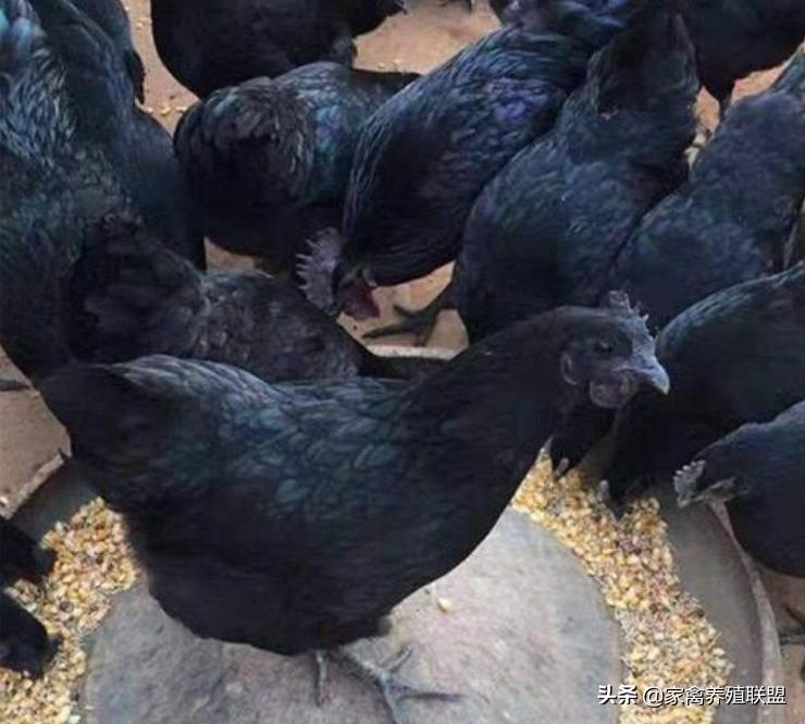 养这种“四黑鸡”3年,他快被顾客给“玩坏”了