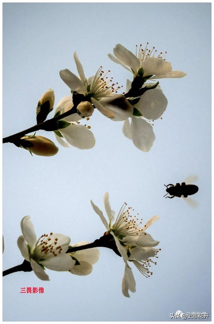 渡船作者：张树河