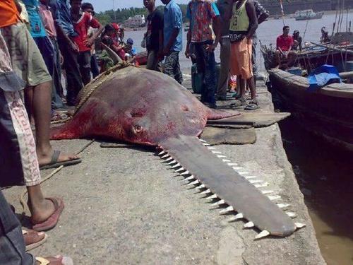 外形凶悍并自带利刃的锯鲨，攻击却远不及一种鳐鱼，险成鲨鱼耻辱