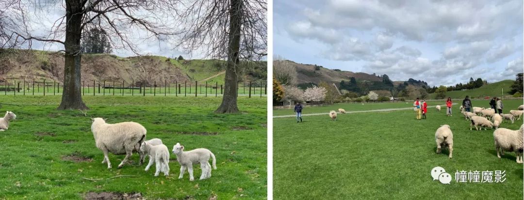 新西兰见闻录100,新西兰生活见闻