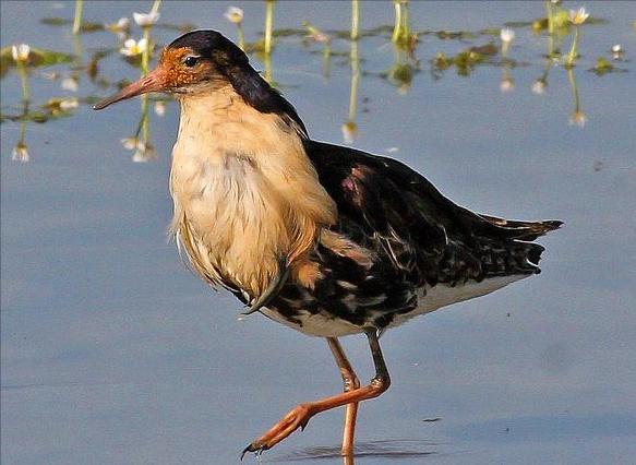 东江揽胜,惠州淡水常见鸟类图谱