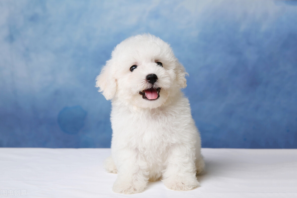 你知道如何给狗狗挤肛门腺吗？不挤的坏处又有哪些？