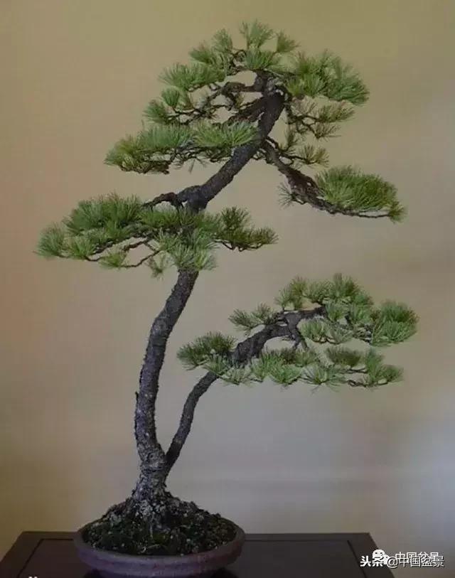 盆景不具有收藏价值,盆景不能有功利心